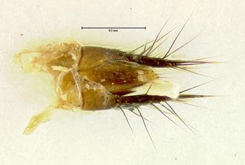 Media type: image;   Entomology 32394 Aspect: genitalia